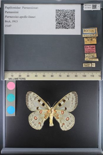 Media type: image;   Entomology 179610